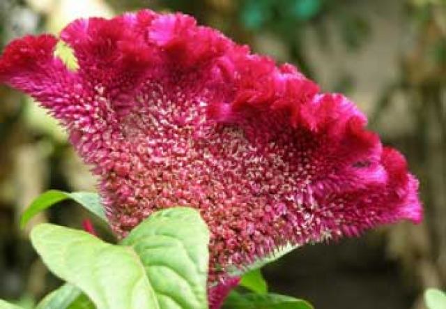 خواص گیاه تاجخروس