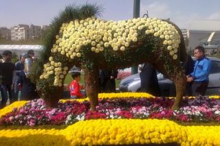 نمایش 550 گونه گیاه در جشنواره گل‌های زینتی پاییزه