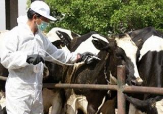 واکسینه شدن 40 هزار دام علیه بیماری تب برفکی در اردستان