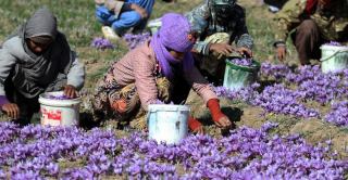 آغاز برداشت زعفران در گلپایگان