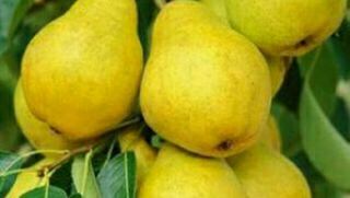 با خواص لیموشیرین آشنا شوید