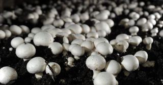 چگونه قارچ ها را تازه نگه داریم؟