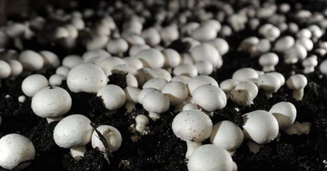 چگونه قارچ ها را تازه نگه داریم؟