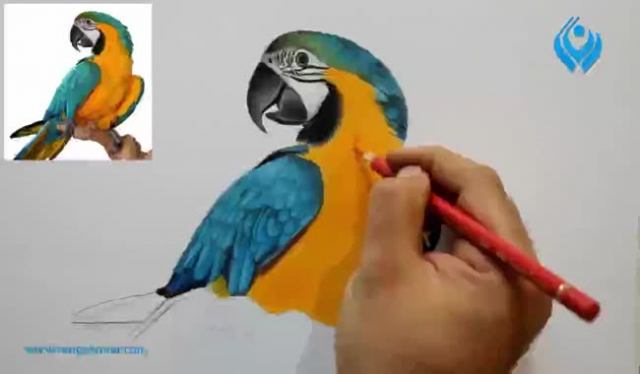 آموزش نقاشی از یک پرنده طوطی با مداد رنگی