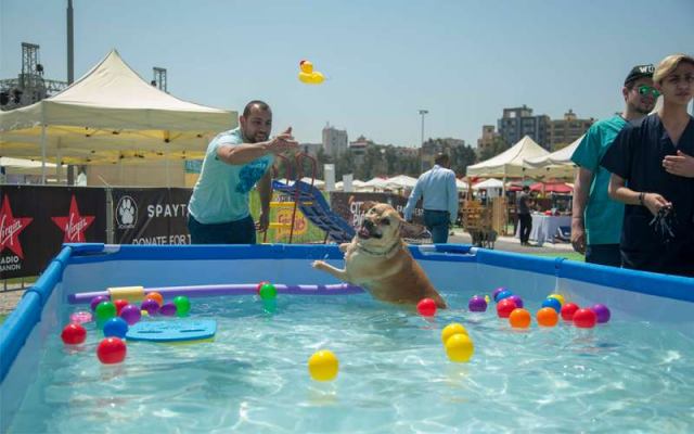جشنواره‌ عجیب تفریح سگ‌ ها در لبنان