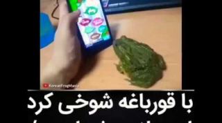 علت با قورباغه شوخی کرد تا این بلا سرش اومد