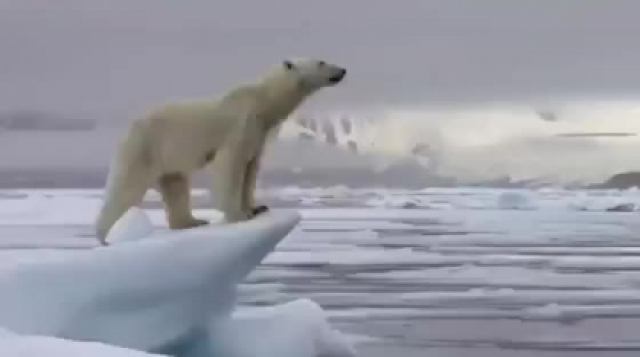 زندگی در قطب با خرس سفید مستند جالب