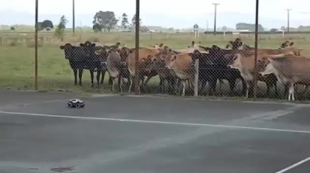 علاقه جالب گاوها به ماشین کنترلی!