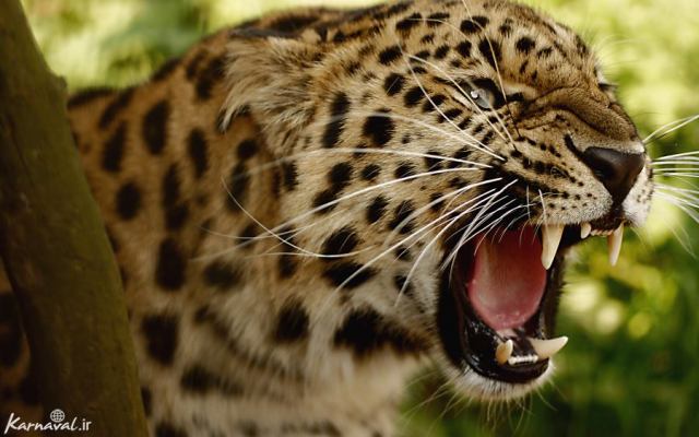 خطرناک ترین حیوانات جنگل آمازون - جالب، جذاب و خواندنی