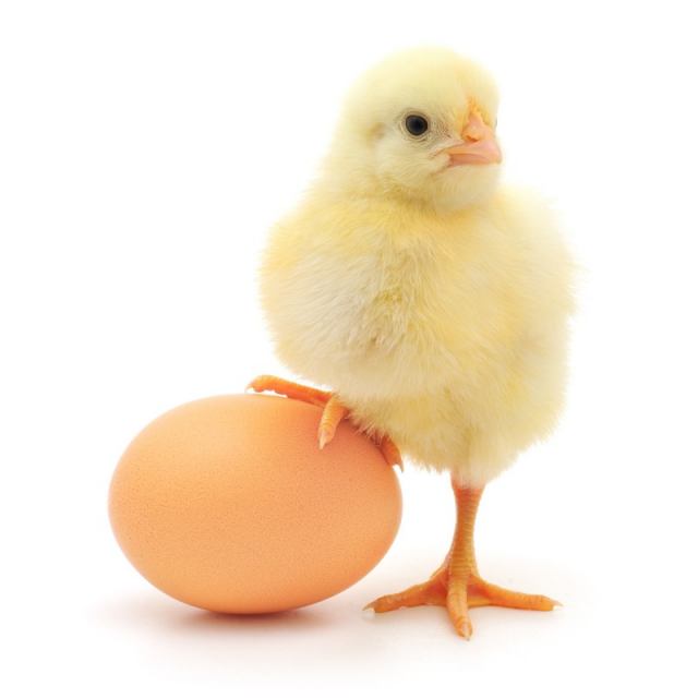مزایای تخم مرغ برای زیبایی پوست صورت چیست؟