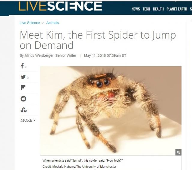 محققان دانشگاه منچستر اولین عنکبوت آموزش دیده جهان را رونمایی کردند