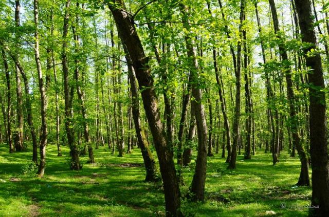 راهنمای کامل طبیعت‌گردی در ایران