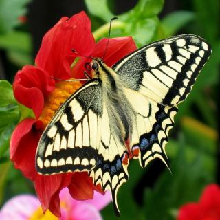 شعر و دکلمه تو با حال پروانه ی من چه کردی با صدای محسن چاوشی
