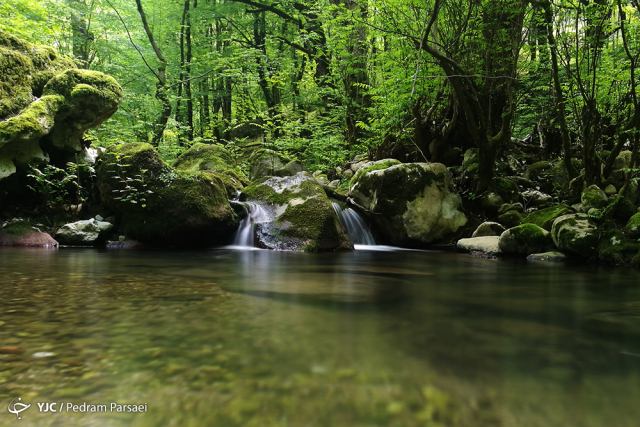 گزارش تصویری از جنگل جیسا