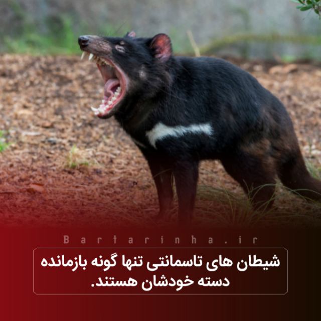 دانستنی های جالب ؛ از شیطان های تاسمانتی تا زنبورهای مست!!