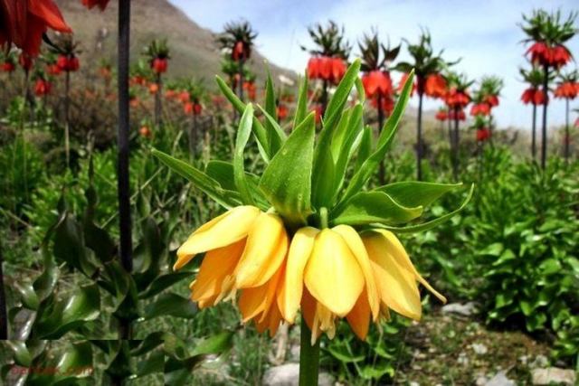 دشت لالههای واژگون در شهرستان کوهرنگ