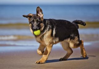 تشخیص اصالت سگ ژرمن شپرد همراه با توضیحات کامل