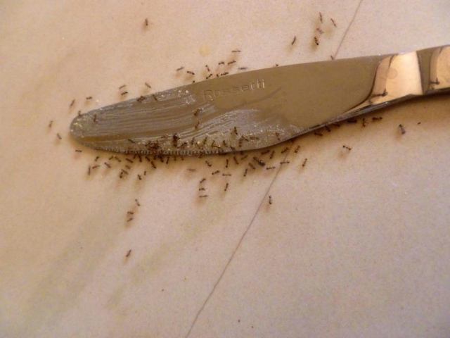 از بین بردن مورچه‌ها در یک چشم به هم زدن!
