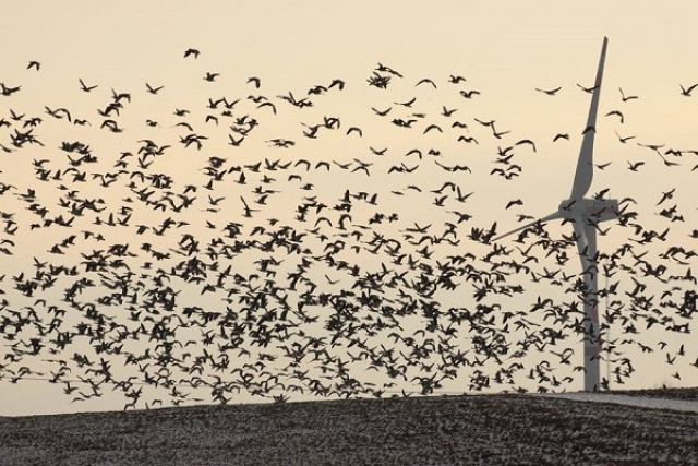 پوتین: انرژی بادی برای پرندگان و کرم‌ها مضر است