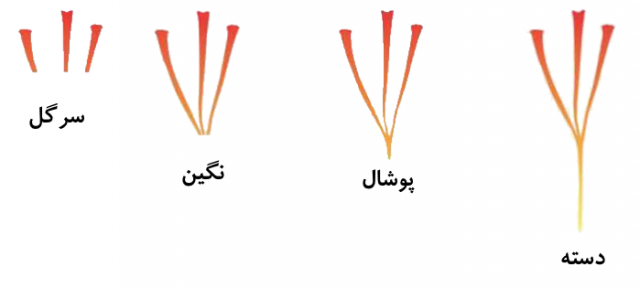 انواع زعفران