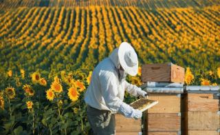 دقیق‌ترین روش تشخیص عسل طبیع یاز تقلبی