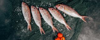 بندرشیلات، خرید و فروش عمده ماهی