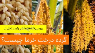 گرده نخل نر + 10 خواص درمانی بی نظیر آن