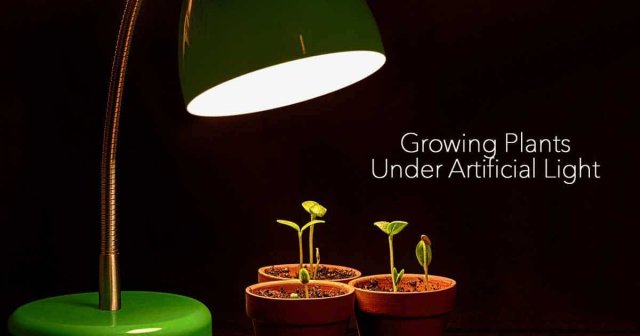 نور مصنوعی برای رشد گیاه