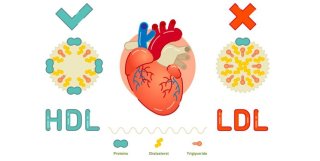 چطور کلسترول خوب خون (HDL) را بالا ببریم؟