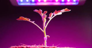 انواع لامپ رشد گیاه برای کشت هیدروپونیک