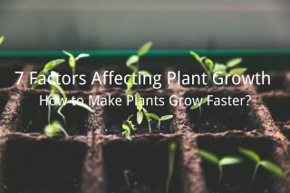 7 عامل موثر در رشد گیاه
