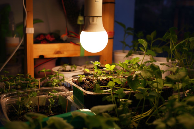 پرورش توت فرنگی با لامپ رشد گیاه