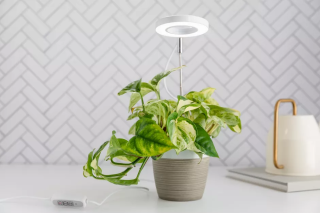 راهنمای استفاده از لامپ رشد گیاه برای گیاهان آپارتمانی