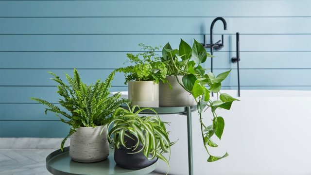 با این 10 گیاه محیط حمام خود را زیباتر کنید