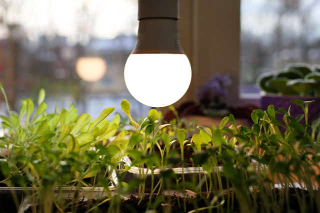 آیا رنگ لامپ رشد گیاه روی سرعت رشد تاثیر دارد؟  (قسمت دوم)