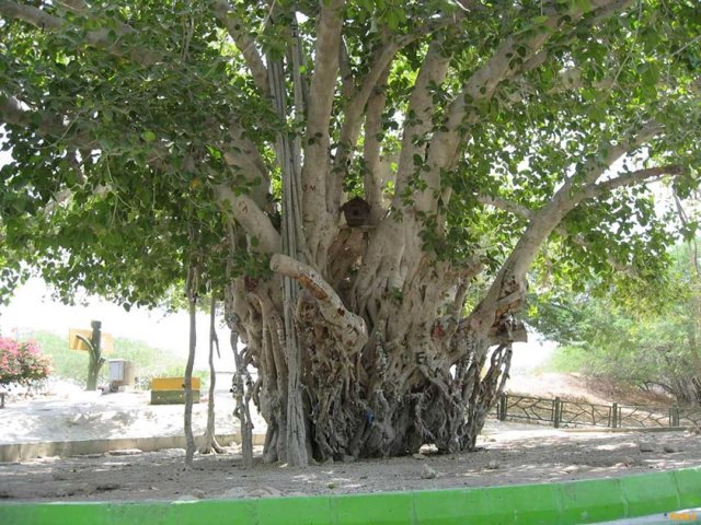 درخت لور جزیره قشم