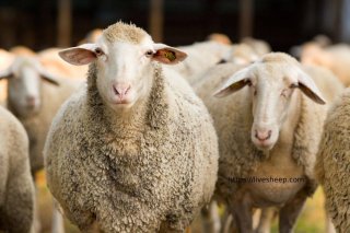 فروش انواع گوسفند زنده 