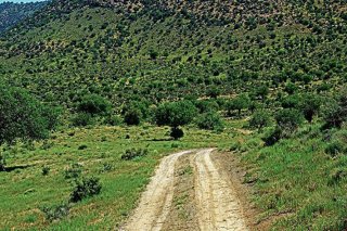 جنگل باغ شادی یزد
