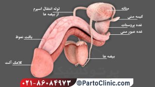 بخش خارجی آلت تناسلی مردان چه اجزایی دارد