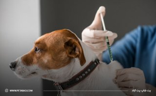 ضرورت و اهمیت واکسیناسیون برای سگ