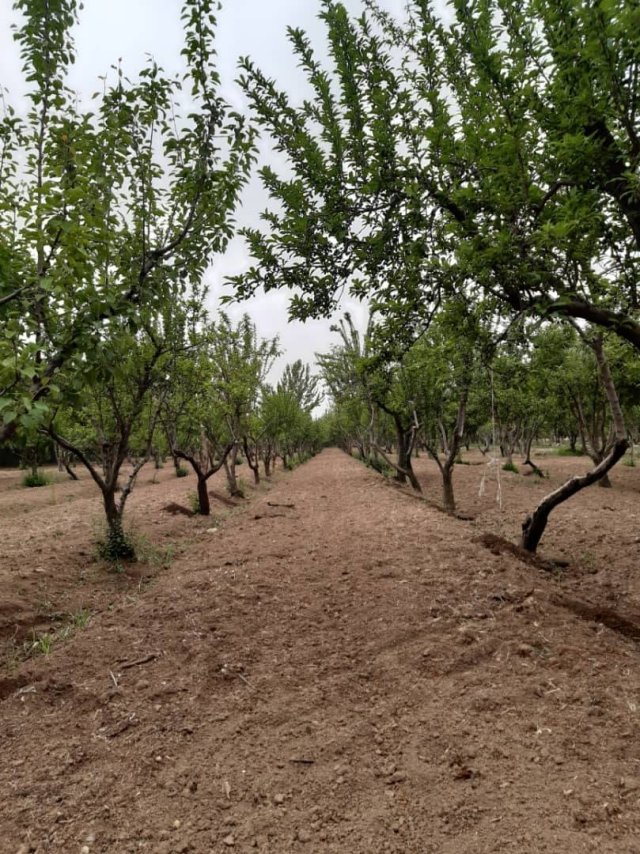 راهنمای خرید باغچه در سهیلیه: امکانات، طبیعت، و سرمایه‌گذاری