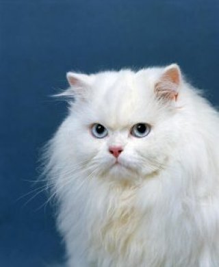 گربه سفید چشم ابی