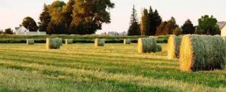راهنمای جامع انتخاب بذر یونجه: بهترین انتخاب برای کشاورزان با شرایط اقلیمی مختلف