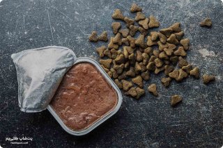 غذای خشک یا غذای مرطوب گربه؟ کدام بهتر است؟