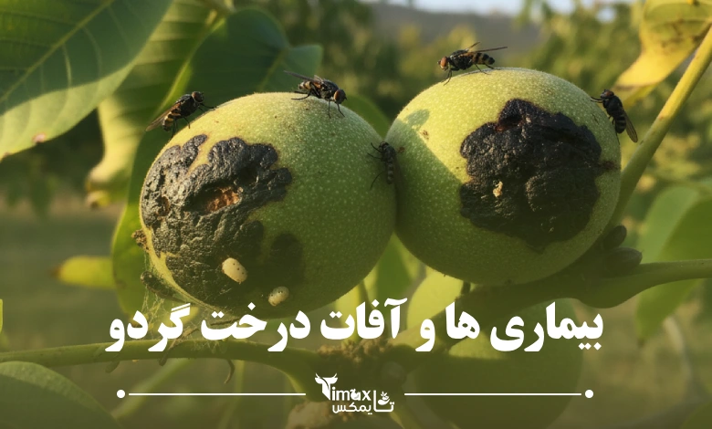 بیماری ها و آفات درخت گردو + راه درمان آفت گردو