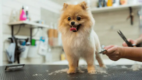 معرفی مراکز خدمات گرومینگ و آرایش سگ و آرایش گربه در قزوین