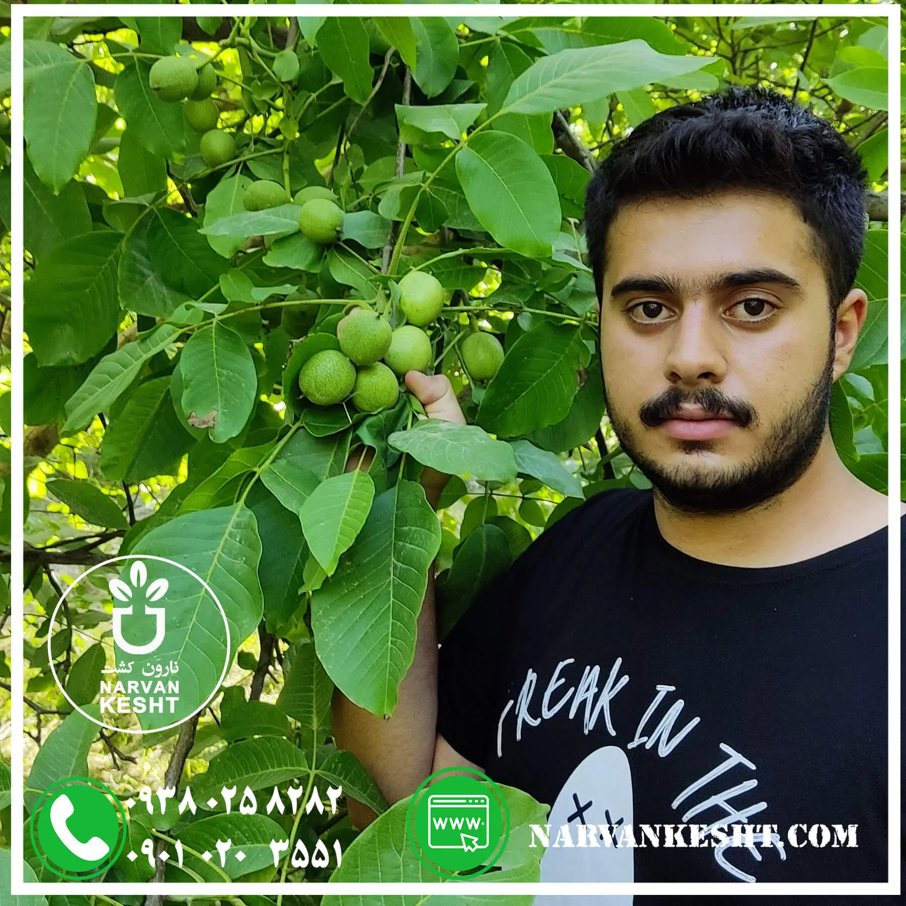 خرید نهال گردو؛ معرفی ویژگی ها، ارقام و قیمت نهال گردو