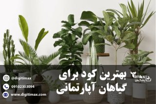 بهترین کود برای گیاهان آپارتمانی