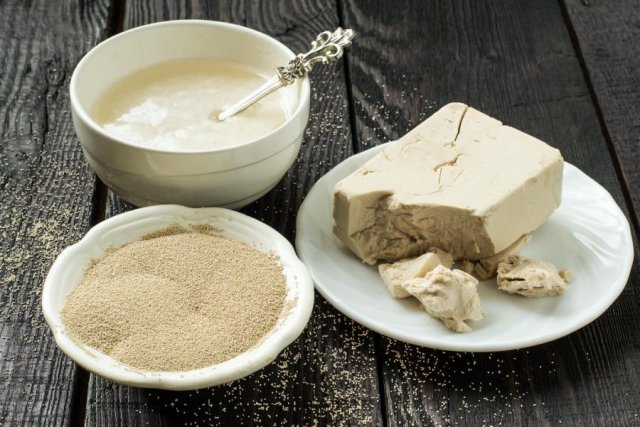 خمیر مایه از چی درست می شود؟