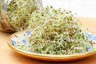 خواص شگفت‌انگیز بذر یونجه برای چاقی: افزایش وزن سالم با روشی کاملاً طبیعی